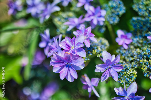 Obraz na płótnie きれいな紫色の紫陽花のクローズアップ w salonie