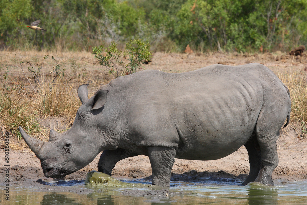 Breitmaulnashorn / Square-lipped rhinoceros / Ceratotherium simum Breitmaulnashorn / Square-lipped rhinoceros / Ceratotherium simum