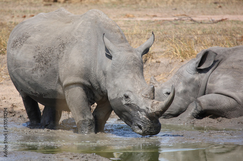 Breitmaulnashorn   Square-lipped rhinoceros   Ceratotherium simum