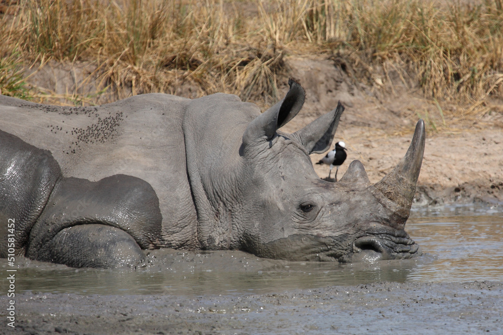Fototapeta premium Breitmaulnashorn / Square-lipped rhinoceros / Ceratotherium simum