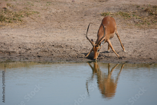 Schwarzfersenantilope / Impala / Aepyceros melampus