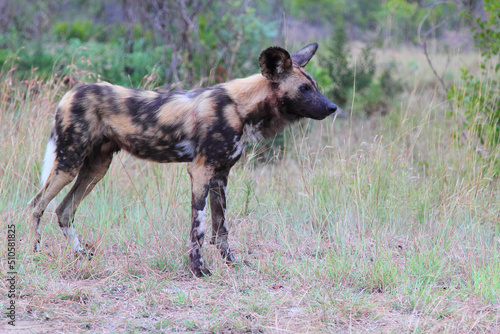 Afrikanischer Wildhund / African wild dog / Lycaon pictus.