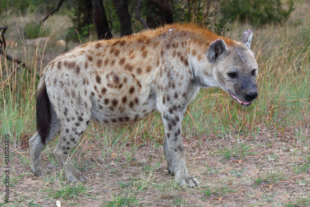 Tüpfelhyäne / Spotted hyaena / Crocuta crocuta Tüpfelhyäne / Spotted hyaena / Crocuta crocuta