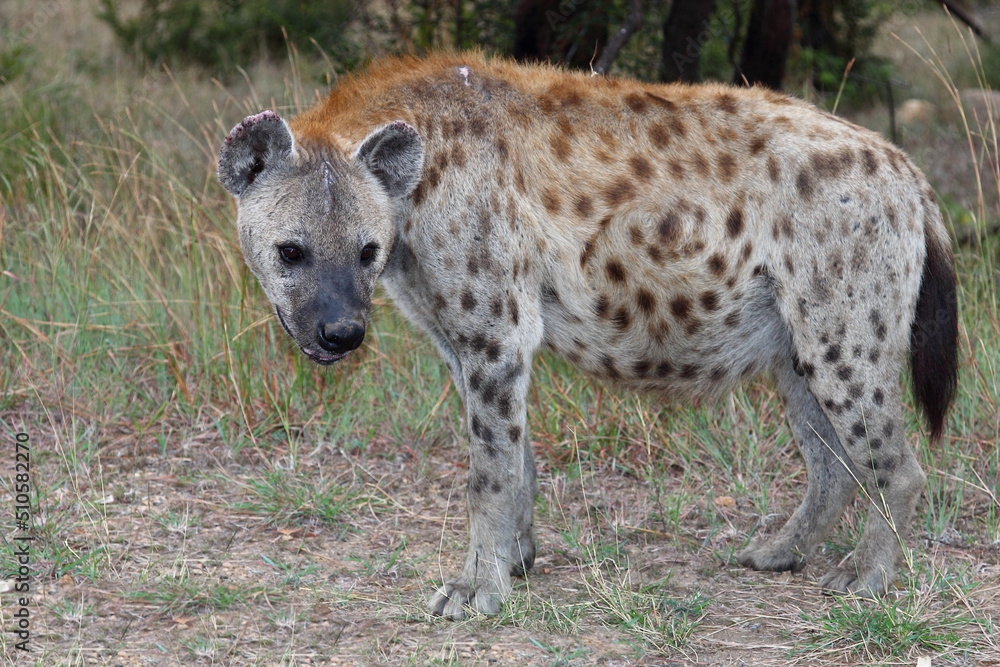 Tüpfelhyäne / Spotted hyaena / Crocuta crocuta Tüpfelhyäne / Spotted hyaena / Crocuta crocuta