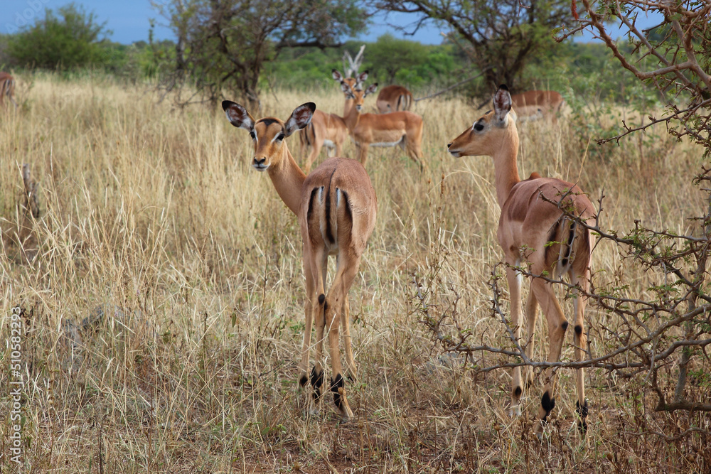 Schwarzfersenantilope / Impala / Aepyceros melampus Schwarzfersenantilope / Impala / Aepyceros melampus