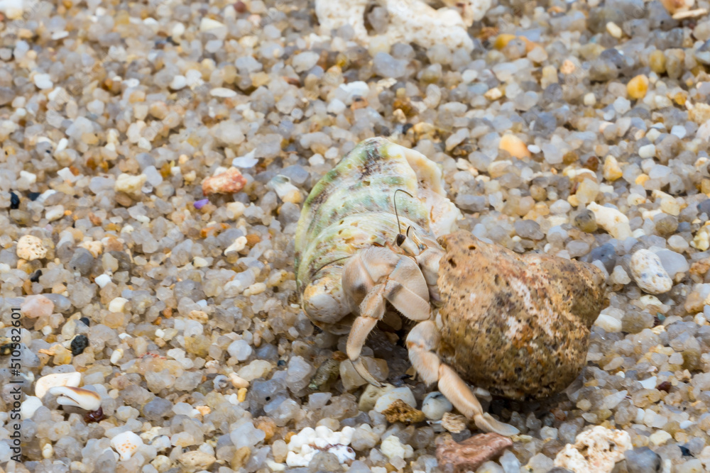 hermit crab on the beach