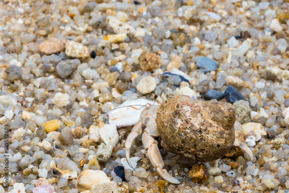 hermit crab on the beach