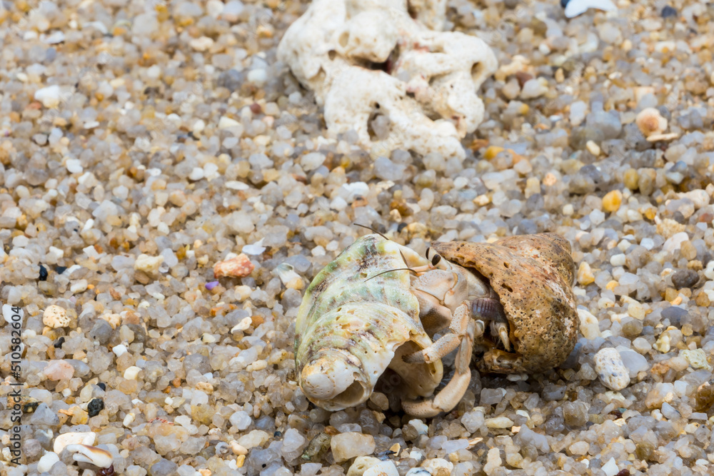 hermit crab on the beach