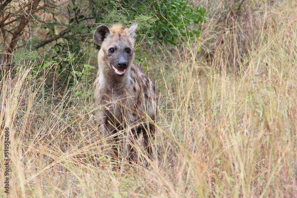 Tüpfelhyäne / Spotted hyaena / Crocuta crocuta.... Tüpfelhyäne / Spotted hyaena / Crocuta crocuta....