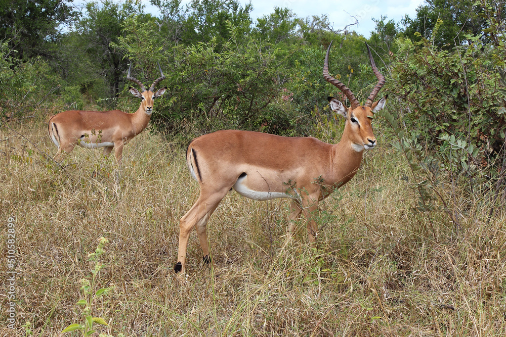 Schwarzfersenantilope / Impala / Aepyceros melampus Schwarzfersenantilope / Impala / Aepyceros melampus