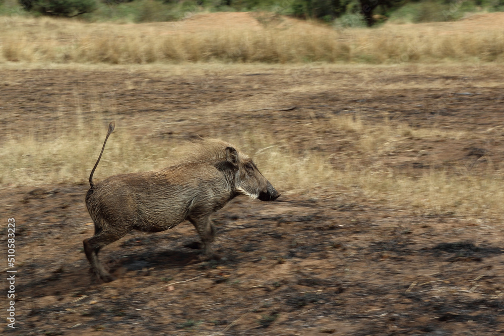 Warzenschwein / Warthog / Phacochoerus africanus.. Warzenschwein / Warthog / Phacochoerus africanus..