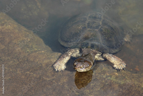 Starrbrust-Pelomeduse / Marsh or Helmeted turtle / Pelomedusa subrufa