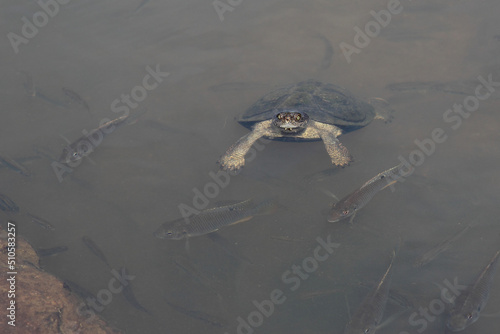 Starrbrust-Pelomeduse / Marsh or Helmeted turtle / Pelomedusa subrufa