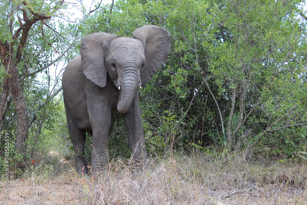 Obraz premium Afrikanischer Elefant / African elephant / Loxodonta africana