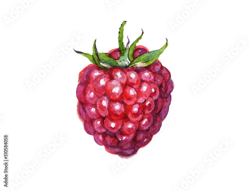 A raspberry isolated on white background. Watercolor food illustration.