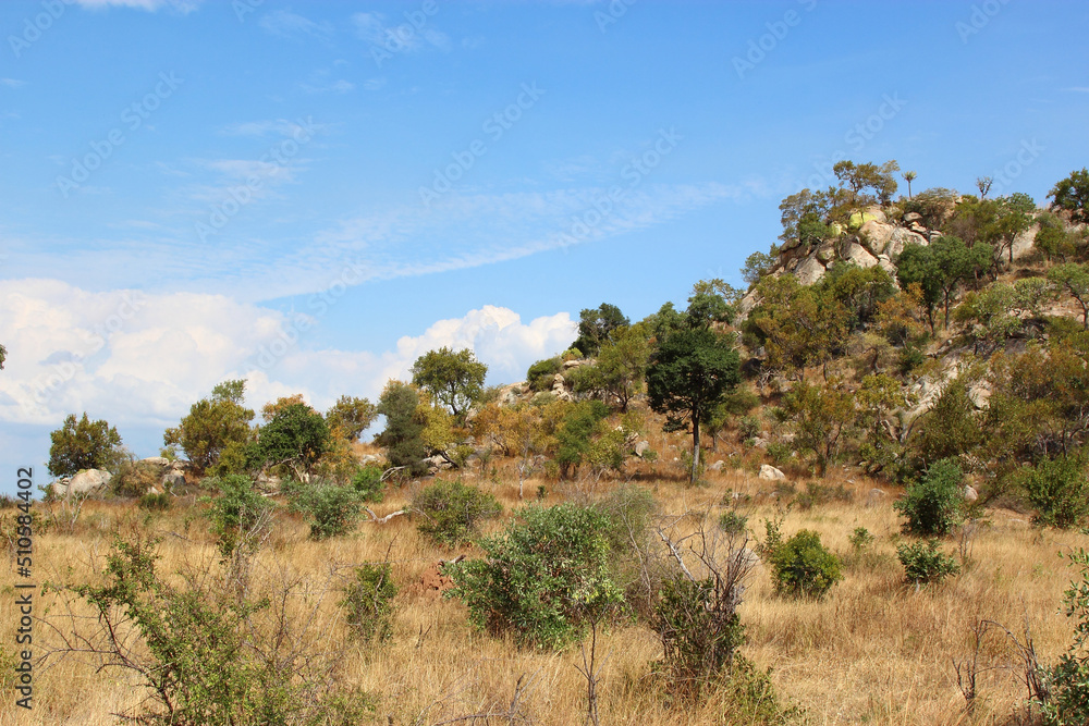 Afrikanischer Busch / African Bush / Afrikanischer Busch / African Bush /