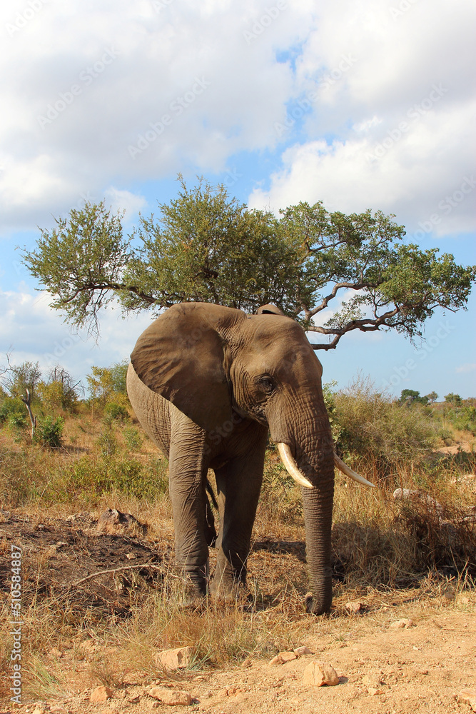 Obraz premium Afrikanischer Elefant / African elephant / Loxodonta africana