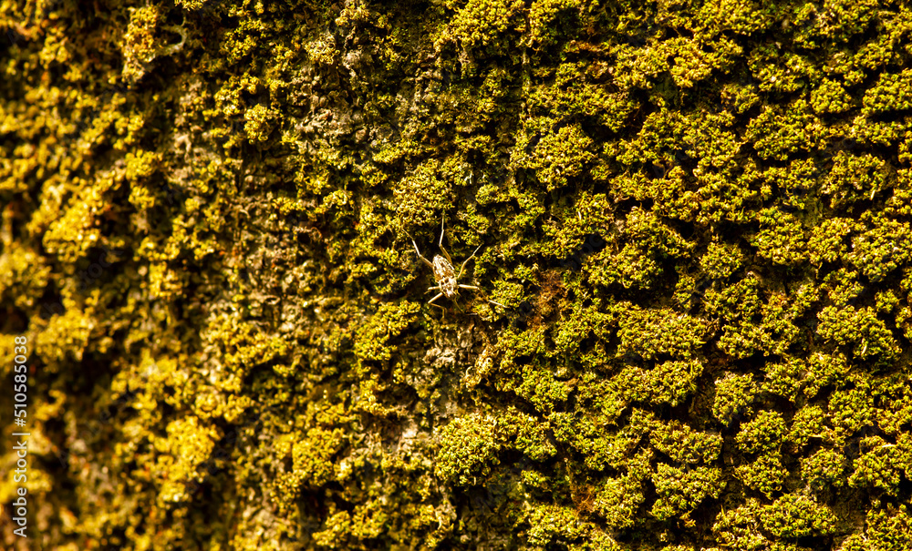 A small insect on mossy old wood surface in shallow focus. Computer background A small insect on mossy old wood surface in shallow focus. Computer background