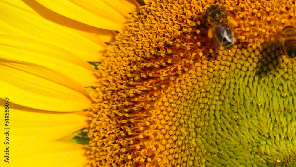Yellow blooming flower with honey bee. Provence in France. Slow motion Yellow blooming flower with honey bee. Provence in France. Slow motion
