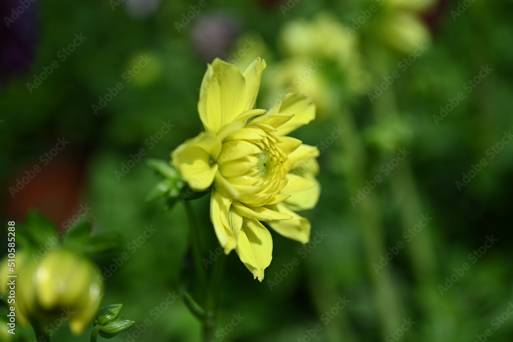 Obraz premium Yellow Dahlia flowers close-up overhead photo. Dicotyledonous plants. Beautiful yellow dahlia flower.