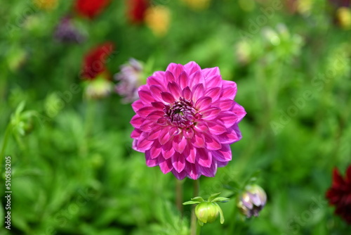 Symmetrical Pink Dahlia Bloom with Tightly Layered Petals Surrounded by Green Foliage and Small Buds