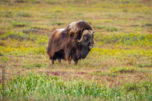 Portrait of a Musk Ox (Ovibos moschatos) on the tundra of the North Slope in Alaska
 photo