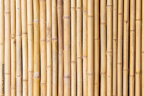 The Bamboo trunks surface