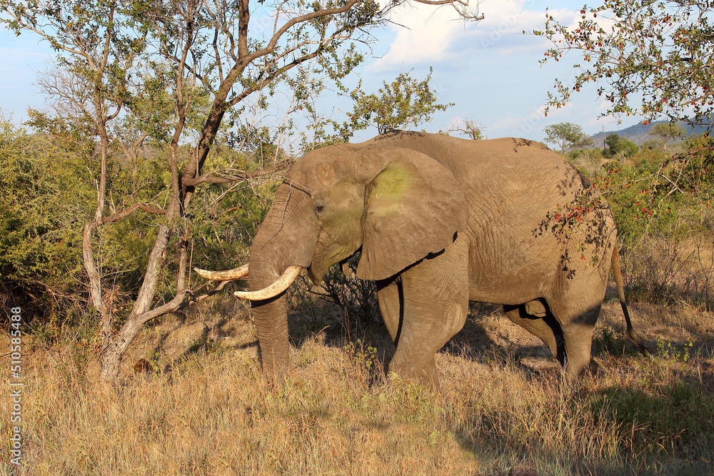 Afrikanischer Elefant / African elephant / Loxodonta africana Afrikanischer Elefant / African elephant / Loxodonta africana