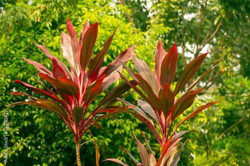 Hawaiian Ti Plants (Cordyline minalis) with green bokeh background