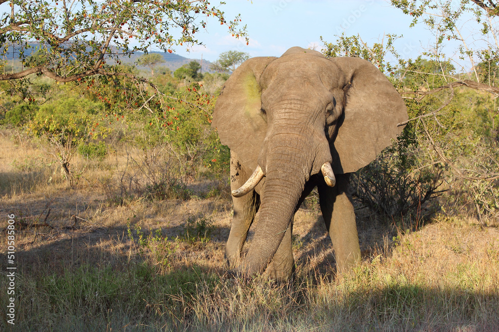 Obraz premium Afrikanischer Elefant / African elephant / Loxodonta africana