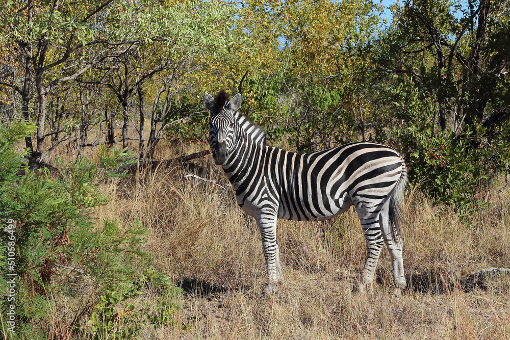 Obraz premium Steppenzebra / Burchell's zebra / Equus burchellii