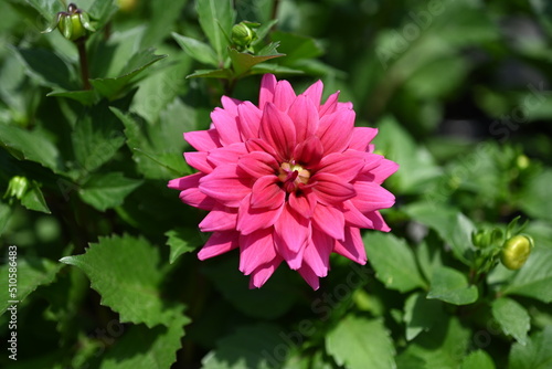 Pink Dahlia flowers close-up overhead photo.  Dicotyledonous plants. Beautiful red dahlia flower.