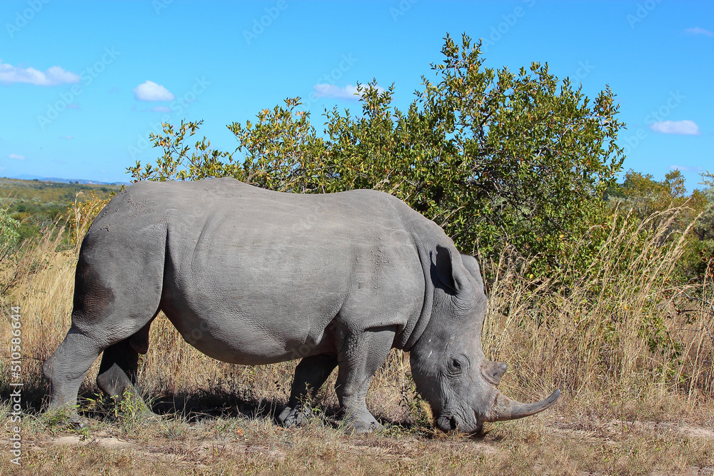 Obraz premium Breitmaulnashorn / Square-lipped rhinoceros / Ceratotherium simum