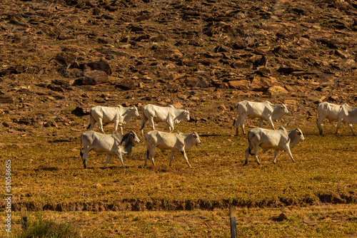 Uma fila de gado pastando em paisagem da GO-156 em Goiás. photo