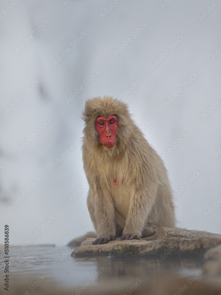 Naklejka premium Snow Monkey