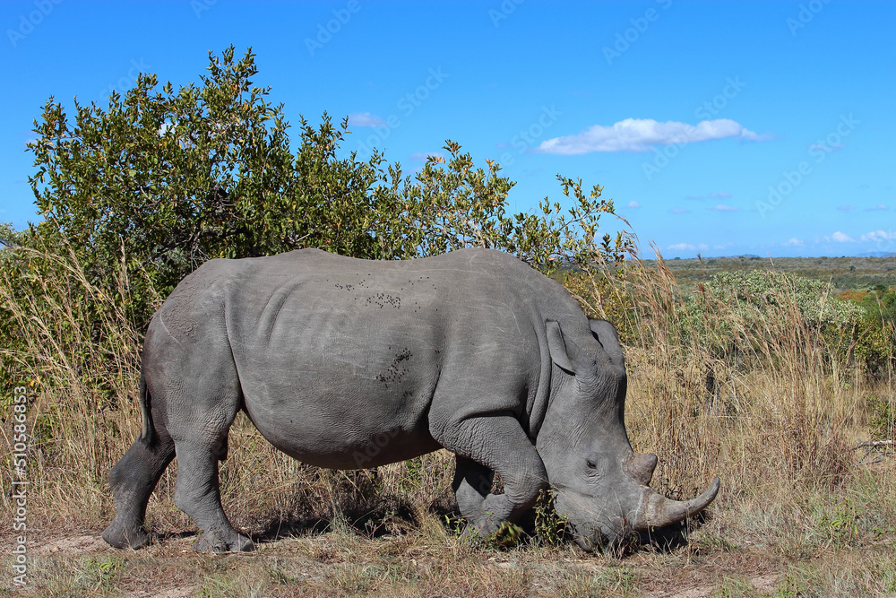 Obraz premium Breitmaulnashorn / Square-lipped rhinoceros / Ceratotherium simum