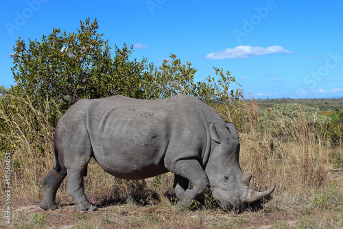 Breitmaulnashorn   Square-lipped rhinoceros   Ceratotherium simum