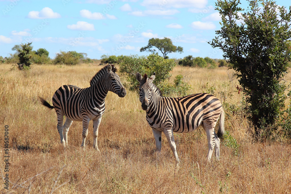 Obraz premium Steppenzebra / Burchell's zebra / Equus burchellii