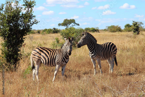 Steppenzebra   Burchell s zebra   Equus burchellii