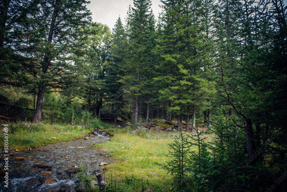 Obraz premium Picturesque summer landscape with mountain stream flowing between stones and coniferous forest.