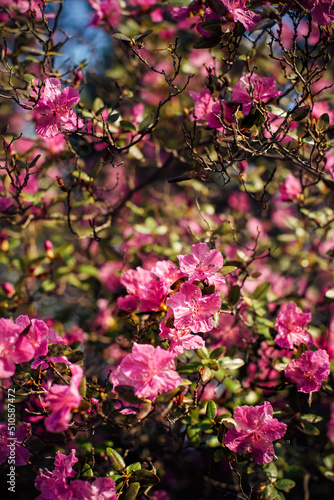 Close-up Rhododendron flowers in garden. Springtime bushes, amazing beautiful branches with pink flowers in sunlight. Vertical background.