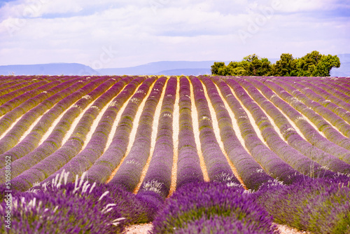 Provence landscape with lavender fields, France