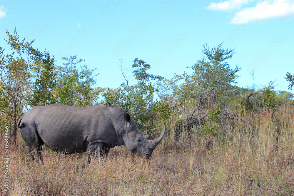 Fototapeta premium Breitmaulnashorn / Square-lipped rhinoceros / Ceratotherium simum