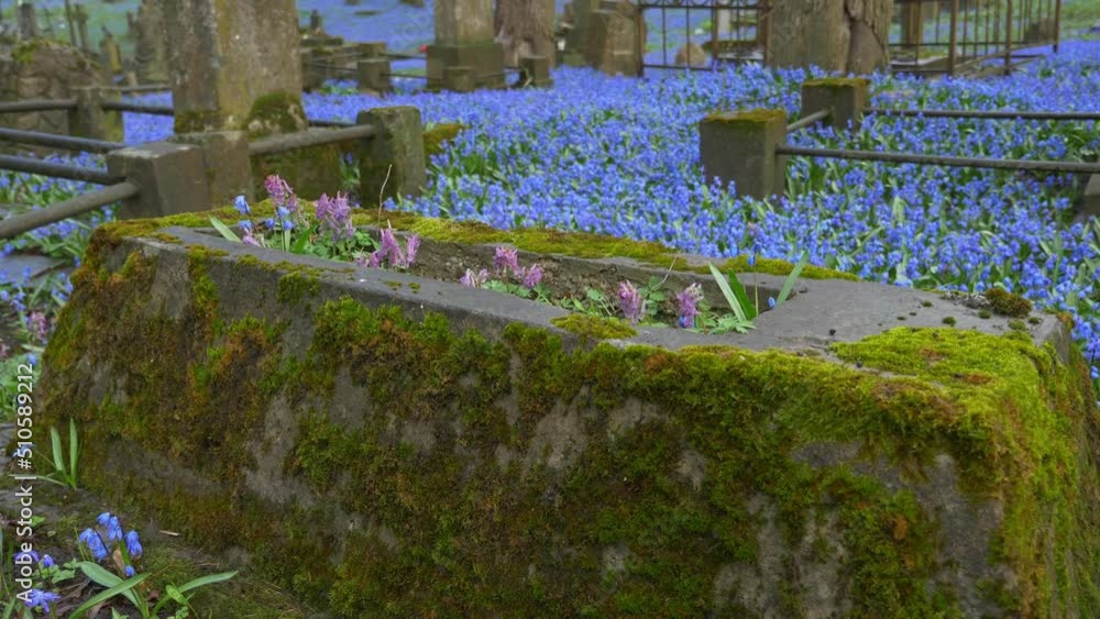 Old, moss-covered tomb in the cemetery, surrounded by a bloom of blue flowers during springtime. Zoom in. Old, moss-covered tomb in the cemetery, surrounded by a bloom of blue flowers during springtime. Zoom in.