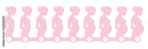 Vector stages of pregnancy infographics. 9 figures of women in different stages of pregnancy.