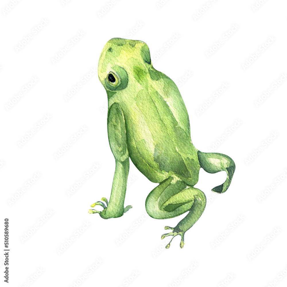 Frog close up watercolor illustration on white background Frog close up watercolor illustration on white background