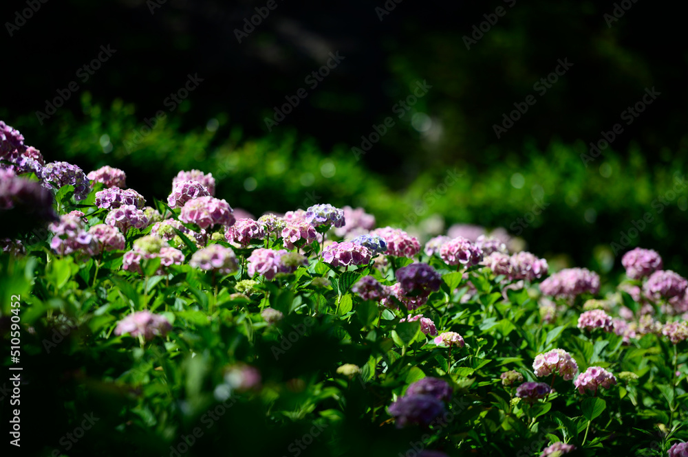 紫陽花