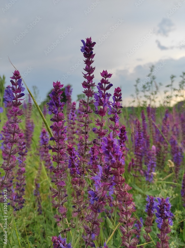 Obraz premium flowers in the field