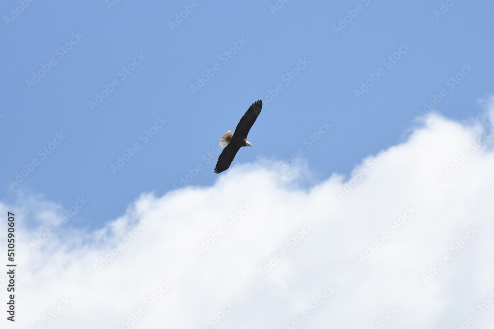 Obraz premium Bald Eagle soaring under a blue sky