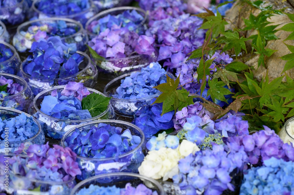 Obraz premium 手水舎の紫陽花